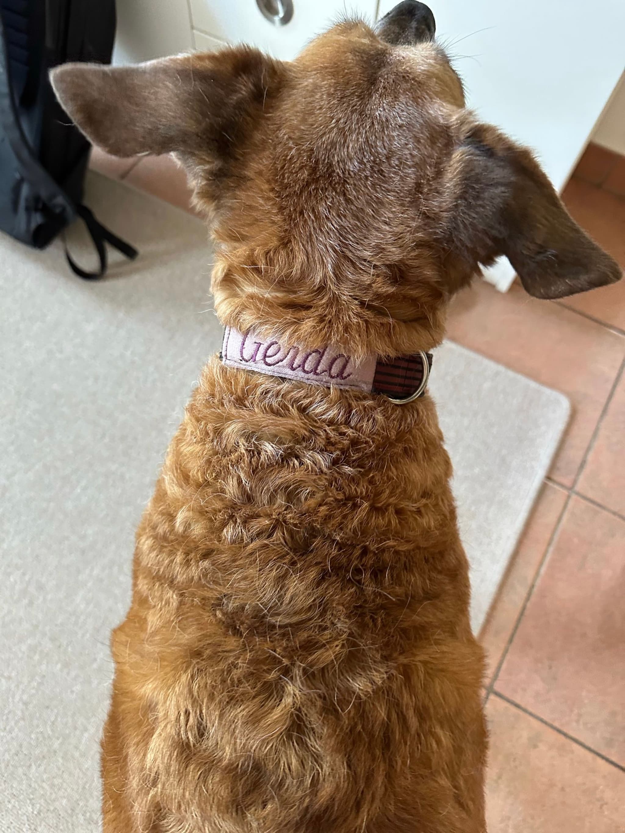 Gerda und ihr modifiziertes Halsband …geht’s jetzt los?