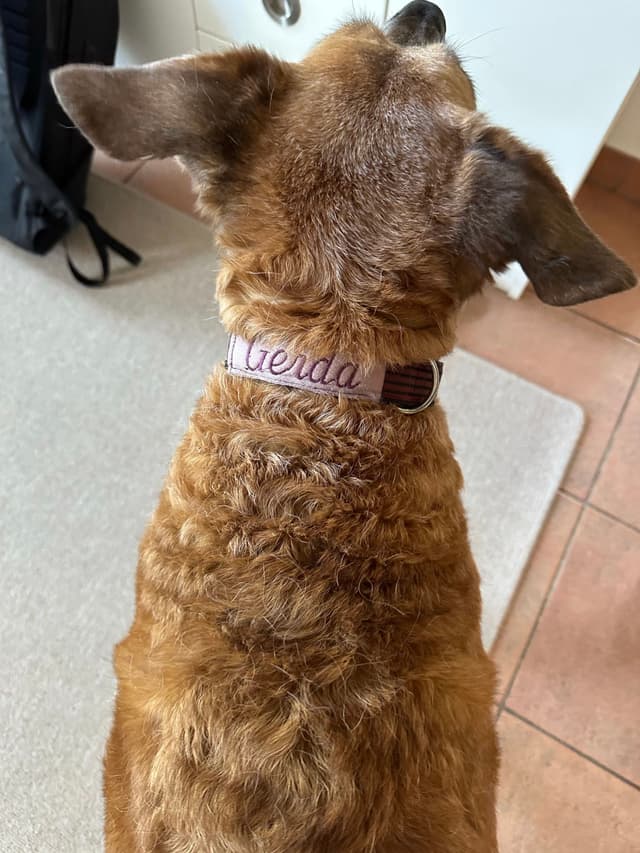 Gerda und ihr modifiziertes Halsband …geht’s jetzt los?