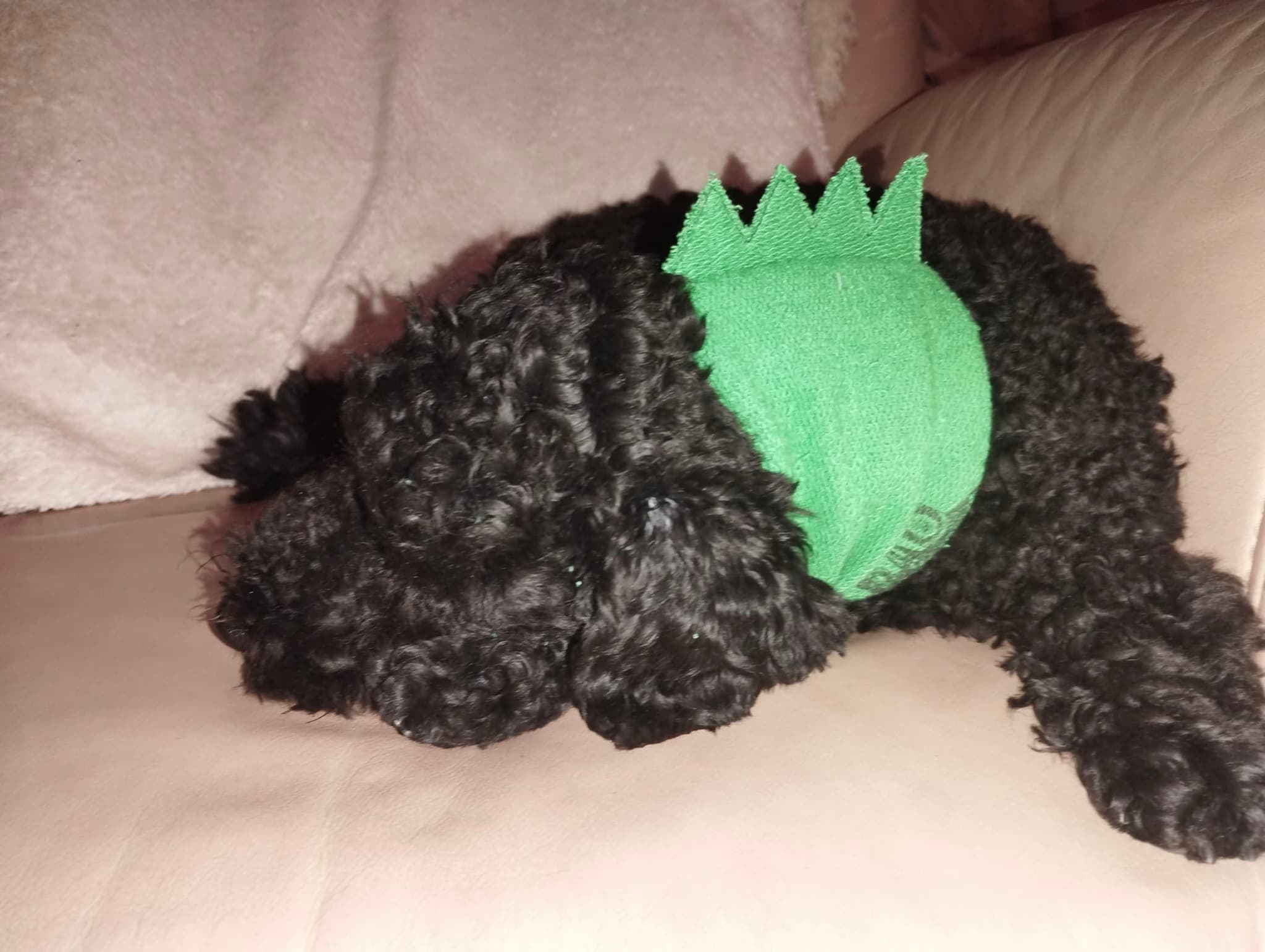 Tragebild…. Pino, der kleine Drache 