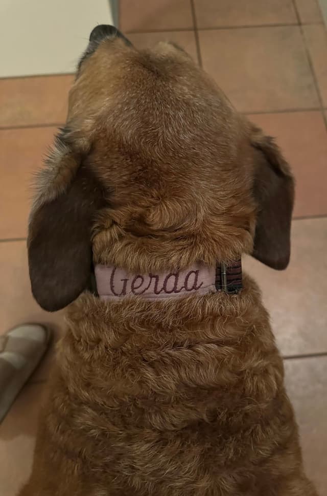 Gerdas Halsband Anprobe 👌